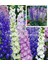 Bodur Hezaren Tohumu Delphinium Magic Fountains Mix 3