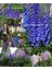 Bodur Hezaren Tohumu Delphinium Magic Fountains Mix 4