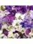 Bahçe Menekşeleri Tohum Karışımı Viola Sororia Mix 2