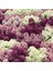 Mavi ve Tonları Alyssum Tohumu Mulberry Mix 1