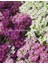 Mavi ve Tonları Alyssum Tohumu Mulberry Mix 2