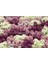 Mavi ve Tonları Alyssum Tohumu Mulberry Mix 3