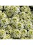 Kokulu Ballıca Tohumu Alyssum Wonderland Citron Limon Renkli 1