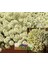 Kokulu Ballıca Tohumu Alyssum Wonderland Citron Limon Renkli 3