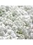 Beyaz Alyssum Tohumu Kraliyet Halısı Bodur Lobularia Maritima Carpet Of Snow 2