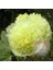 Katmerli Gülhatmi Tohumu Hibrit Alcea Rosea Summer Carnival Hollyhock 2