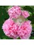 Katmerli Gülhatmi Tohumu Hibrit Alcea Rosea Summer Carnival Hollyhock 3