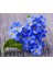 Viktorya Mavisi Beni Unutma Çiçeği Tohumu Myosotis Victoria Blue Indigo 1