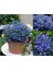 Viktorya Mavisi Beni Unutma Çiçeği Tohumu Myosotis Victoria Blue Indigo 4