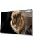Aslan Cam Tablo 1