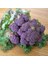 Mor Brokoli Tohumu Atalık Broccoli Purple 1