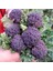 Mor Brokoli Tohumu Atalık Broccoli Purple 4