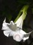 Kokulu Brugmansia Tohumu Meleklerin Borusu Beyaz 4