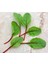 Kırmızı Saplı Pazı Tohumu Red Chard Beta Vulgaris 2