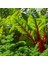 Kırmızı Saplı Pazı Tohumu Red Chard Beta Vulgaris 3
