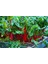 Kırmızı Saplı Pazı Tohumu Red Chard Beta Vulgaris 5