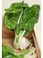 Bodur Pazı Tohumu Barese Swiss Chard Beta Vulgaris 2