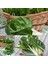 Bodur Pazı Tohumu Barese Swiss Chard Beta Vulgaris 3