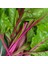 Pembe Saplı Pazı Tohumu Flamingo Swiss Chard 2