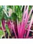 Pembe Saplı Pazı Tohumu Flamingo Swiss Chard 3