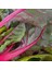 Pembe Saplı Pazı Tohumu Flamingo Swiss Chard 5