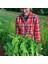 Pancar Ispanak Tohumu Perpetual Spinach Chard 1