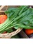 Pancar Ispanak Tohumu Perpetual Spinach Chard 2