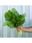 Pancar Ispanak Tohumu Perpetual Spinach Chard 3