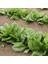 Pancar Ispanak Tohumu Perpetual Spinach Chard 4