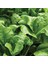 Pancar Ispanak Tohumu Perpetual Spinach Chard 5