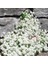 Arabis Tohumu Ssp. Caucasicus Alpin Tip Bodur Snowcap 1