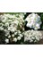 Arabis Tohumu Ssp. Caucasicus Alpin Tip Bodur Snowcap 2