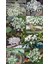 Arabis Tohumu Ssp. Caucasicus Alpin Tip Bodur Snowcap 3