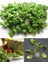 Kıvırcık Tere Tohumu Biberotu Geleneksel Curled Cress Peppergrass 2