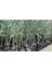 2 Adet Gemlik ( Tirilye ) Zeytin Fidanı Tüplü En Az 80 cm 1