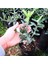 2 Adet Gemlik ( Tirilye ) Zeytin Fidanı Tüplü En Az 80 cm 2