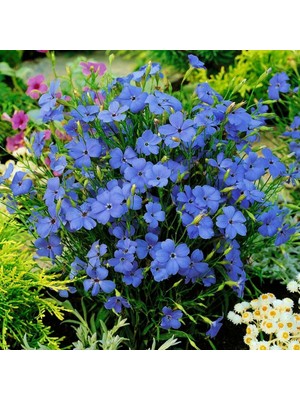 Zengarden Mavi Melek Silene Coeli Rosa Tohumu Blue Angel