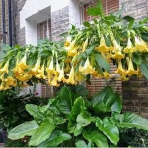 Köy Tohumları 20 Adet Sarı Angel Trumpet Çiçeği Organik Hobi Bahçe Çiçek Mezarlık Kabir
