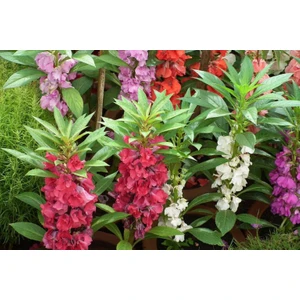 Köy Tohumları 50 Adet Tohum Organik Hobi Bahçe Kına Çiçeği Mezarlık Kabristan Çiçek