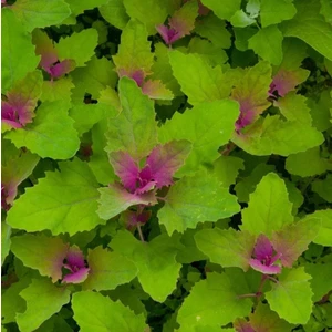 Meksika Ispanak Ağacı Tohumu Tree Spinach Chenopodium Giganteum