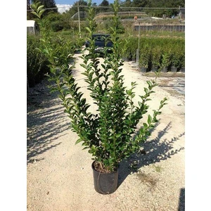 Ligüstrüm Lüküstürüm Ligustrum Japonica Kurtbağrı Fidanı 40- 80 cm