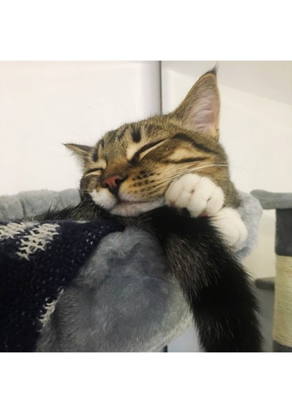 Açık Sarı Yalnızca Tek Beden [mpk Store] Kedi Yuvası, Kedi Yatağı, Kedi Ağacı Hamak, Basketbol Ağı Kedi Uyuması, 3 Renk Mevcuttur (Yurt Dışından)