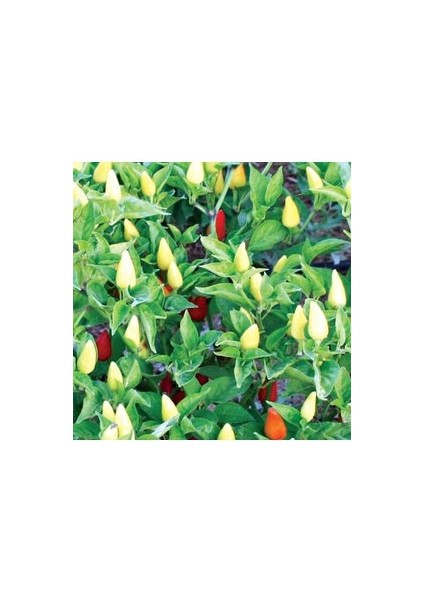 100 Adet Tohum Organik Hobi Bahçe Sarı Turşuluk Acı Fındık Biberi