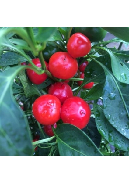 25 Adet Tohum Organik Hobi Bahçe Kırmızı Acı Fındık Biberi Tohumu