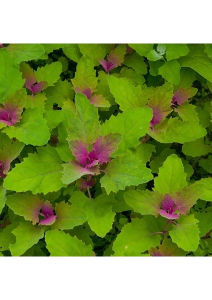 Meksika Ispanak Ağacı Tohumu Tree Spinach Chenopodium Giganteum