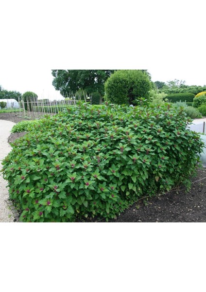 Meksika Ispanak Ağacı Tohumu Tree Spinach Chenopodium Giganteum