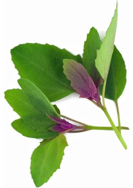 Meksika Ispanak Ağacı Tohumu Tree Spinach Chenopodium Giganteum