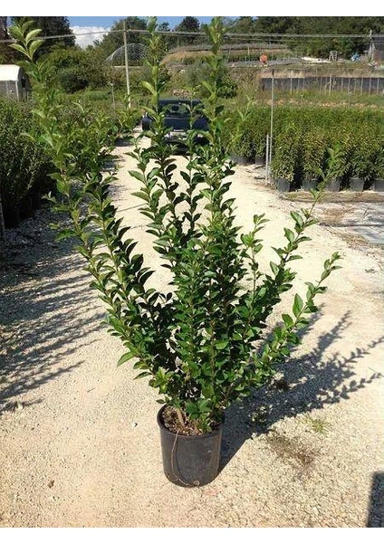 Ligüstrüm Lüküstürüm Ligustrum Japonica Kurtbağrı Fidanı 40- 80 cm