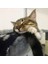 Açık Sarı Yalnızca Tek Beden [mpk Store] Kedi Yuvası, Kedi Yatağı, Kedi Ağacı Hamak, Basketbol Ağı Kedi Uyuması, 3 Renk Mevcuttur (Yurt Dışından) 3