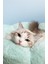 Açık Mavi L (Çap 55) Dört Mevsim Yumuşak Kedi Yatak Yıkanabilir Petal Kedi Yuvası Rahat Uyuyan Köpek Evi Evcil Hayvan Malzemeleri Aksesuarları (Yurt Dışından) 4